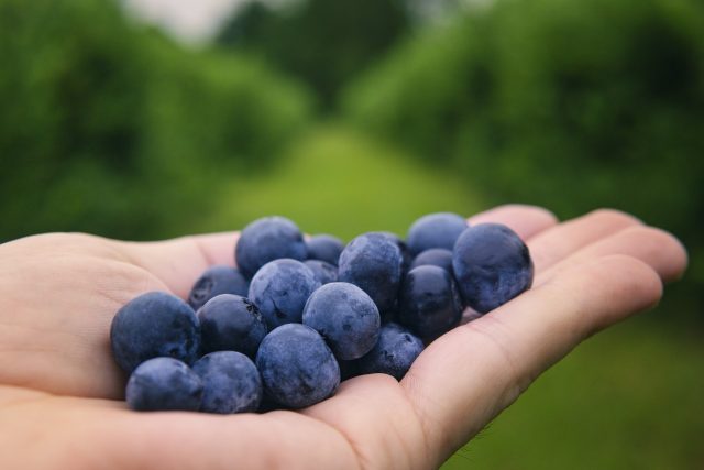 blueberries-6352547_1280
