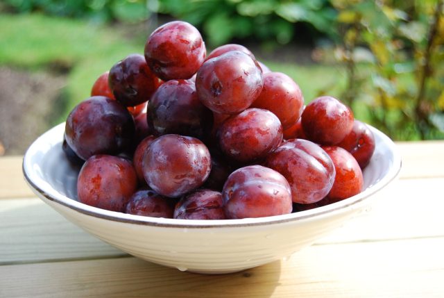 plum-2427588_1280