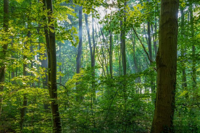 analogicus-forest-8173529