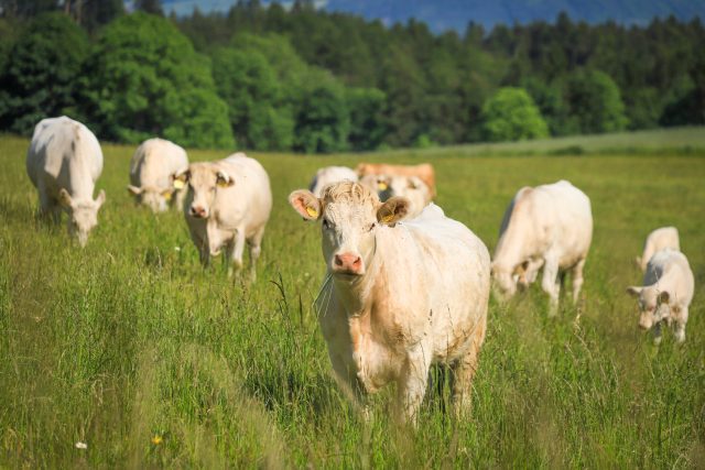 katerinavulcova-cows-8114279